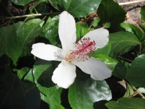 The Hibiscus 'Wilders White' in a 6" pot showcases radiant white blossoms with striking red stamens, nestled amidst glossy green foliage.