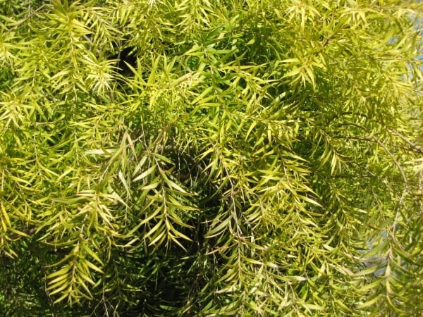 The Melaleuca 'Revolution Gold' Myrtle 6" Pot features a dense cluster of narrow, bright green leaves that bring elegance to any garden.