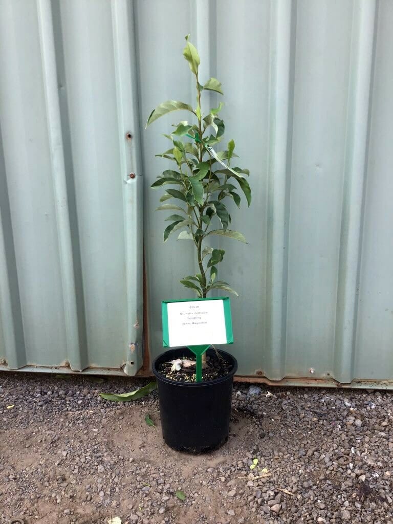 Michelia doltsopa 'Evergreen Magnolia' 8" Pot