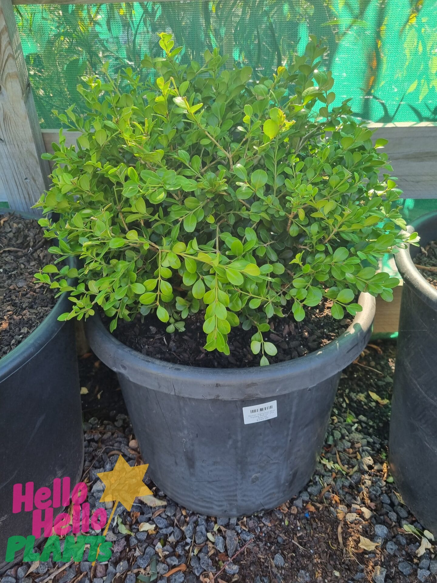 Buxus 'Japanese Box' Topiary Ball 20" Pot