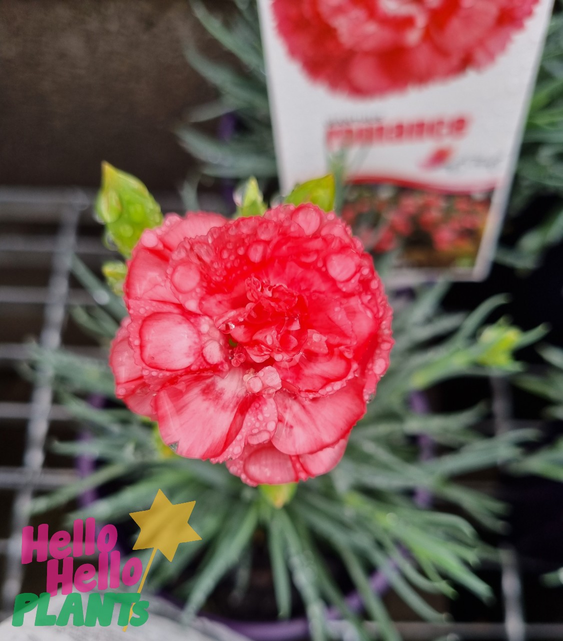 Dianthus 'Romance' 6" Pot