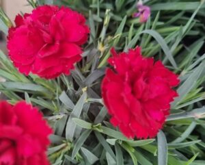 Close-up of three blooming red Dianthus 'Rebekah' carnations with green, narrow leaves in a 6" pot.