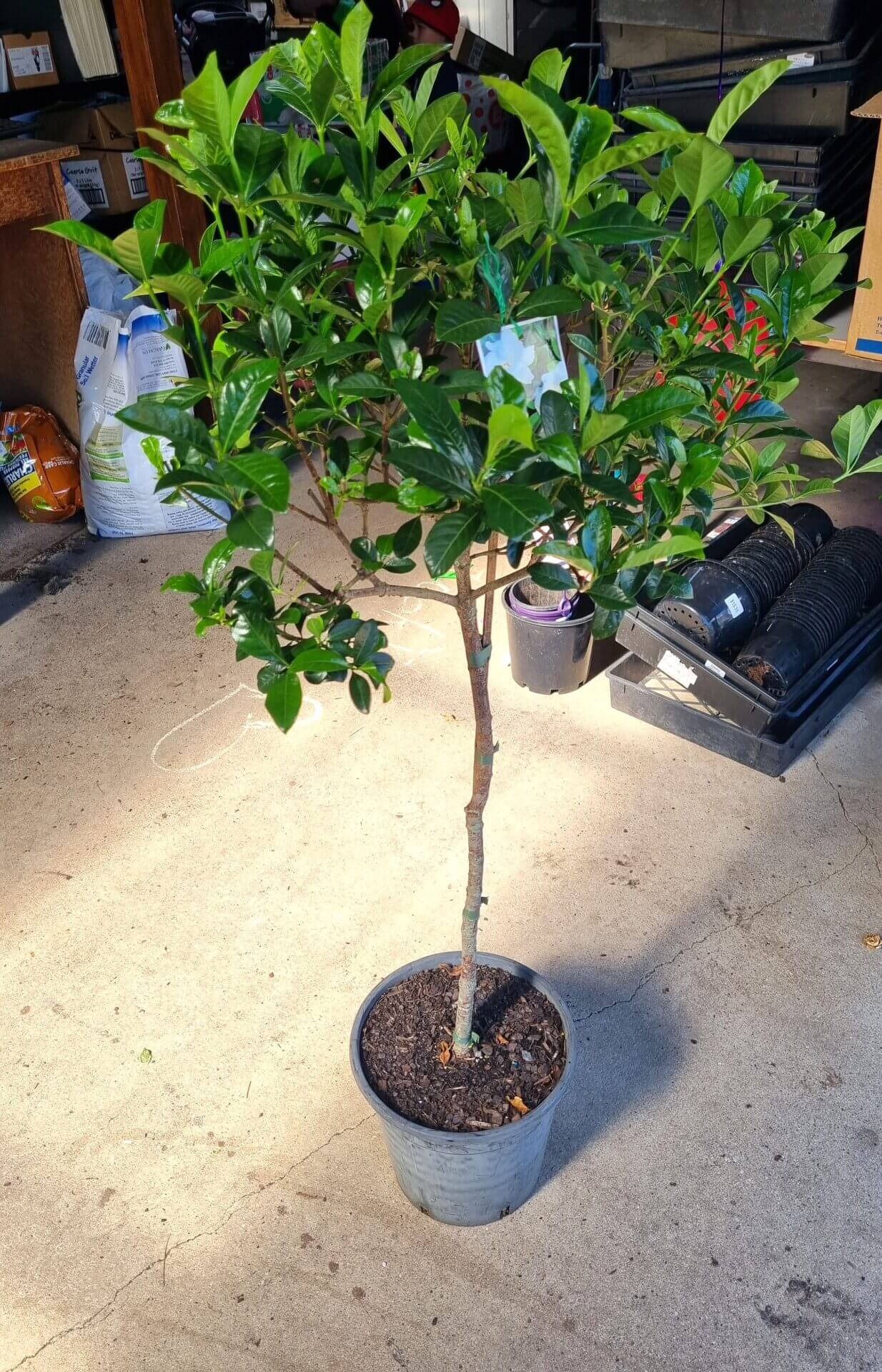 Gardenia 'Professor Pucci' 3ft Standard 8" Pot