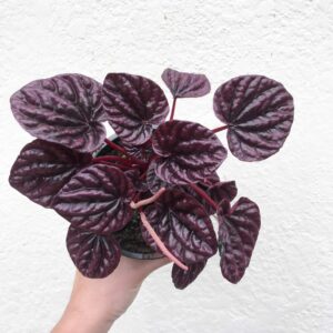 A person holds a Peperomia 'Red Luna' 5" Pot, its deep purple, textured leaves vividly standing out against the stark white background.