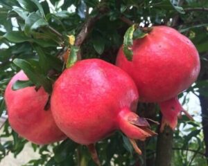 Three ripe Punica 'Rosavaya' pomegranates hang gracefully from a tree branch, encircled by lush green leaves.