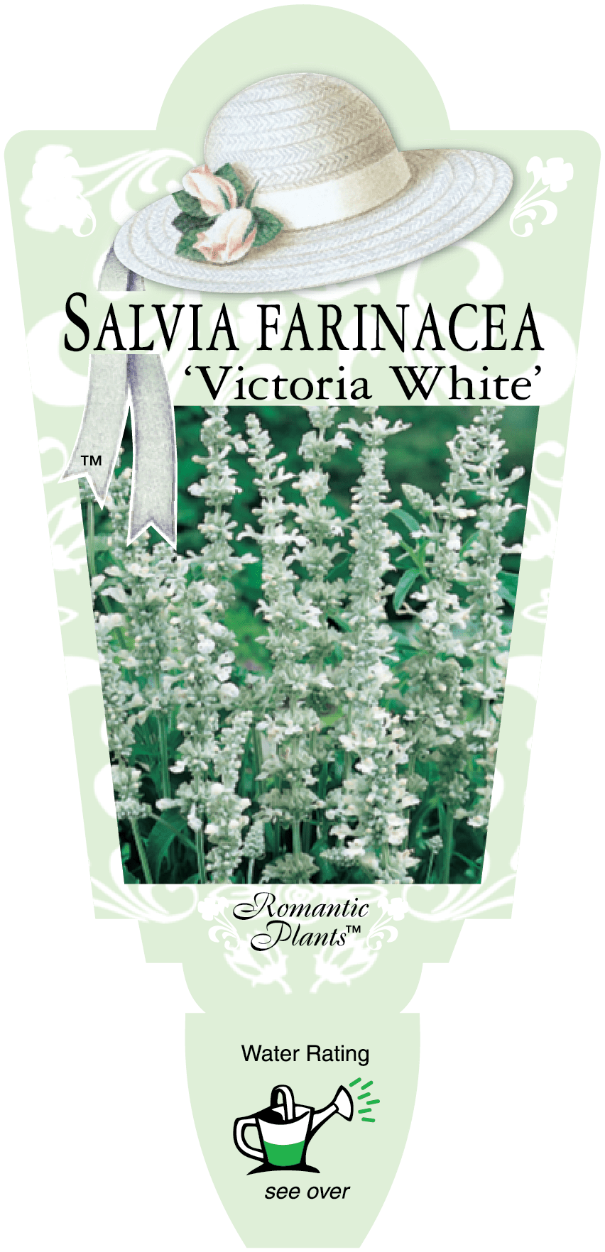 Salvia 'Victoria White' 4" Pot