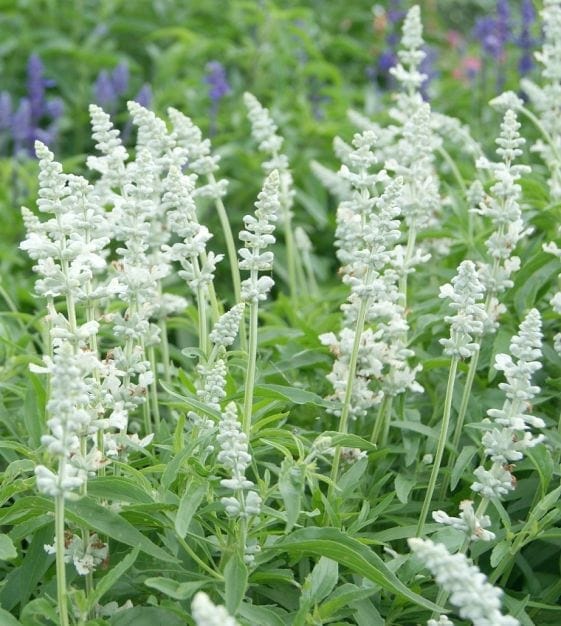 Salvia 'Victoria White'