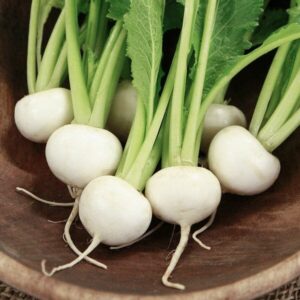 A group of 'Tokyo White' turnips, complete with green leaves, is displayed in a wooden bowl.