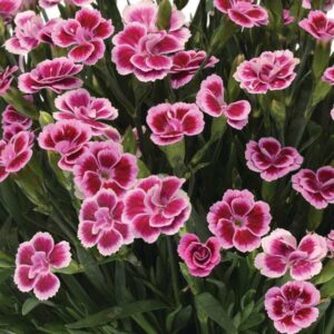 A cluster of Dianthus 'Pink Kisses' Carnations blooms gracefully in a 6" pot, with lush green leaves and charming pink and white flowers.