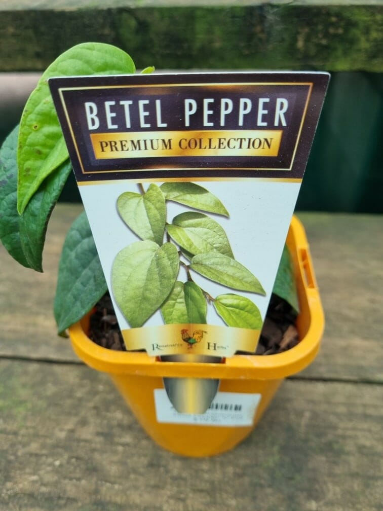 Betel Pepper 5" Pot