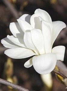 A close-up of the Magnolia 'Pristine' in a 12" pot, showcasing its white layered petals against a blurred dark backdrop.