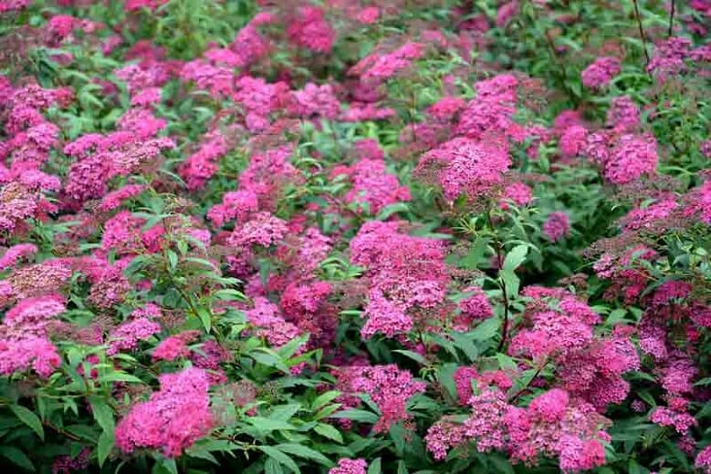 Bright pink flowers of the Spiraea 'Anthony Waterer' elegantly adorn its green foliage in a 6" pot.
