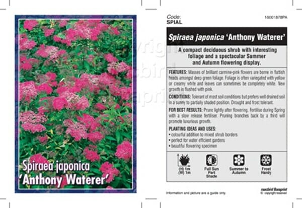 Spiraea 'Anthony Waterer' 6" Pot