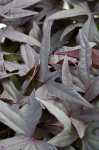 Close-up of Ipomoea 'Bright Ideas Black' in a 5" hanging basket, featuring dark purple sweet potato vine leaves with pointed edges and star-like shapes for a striking display.