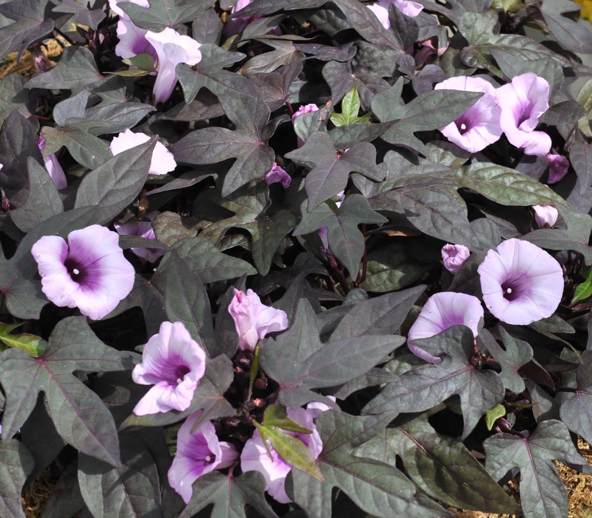 Ipomoea 'Bright Ideas Black' 5" Pot Hanging Basket