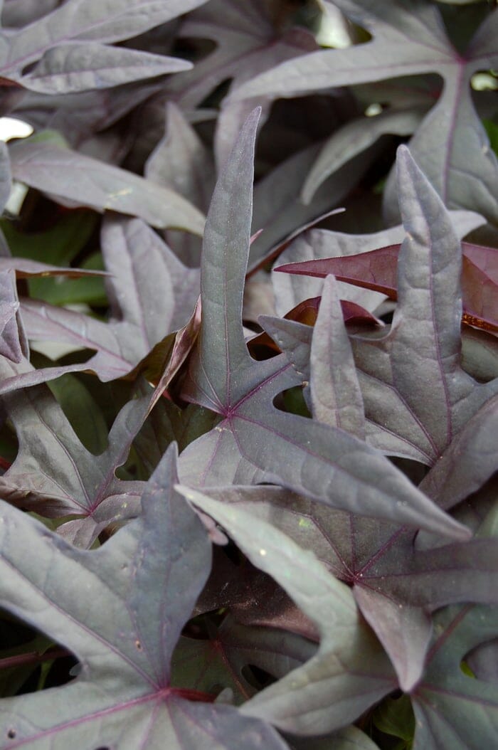 Close-up of Ipomoea 'Bright Ideas Black' in a 5" hanging basket, featuring dark purple sweet potato vine leaves with pointed edges and star-like shapes for a striking display.