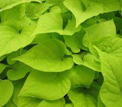 Close-up of vibrant green leaves from an Ipomoea 'Bright Ideas Lime,' densely overlapping in a 5" pot hanging basket.