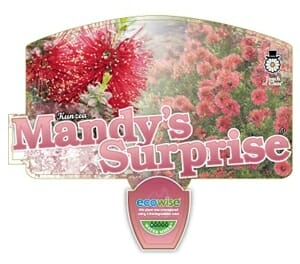 Kunzea 'Mandy's Surprise'