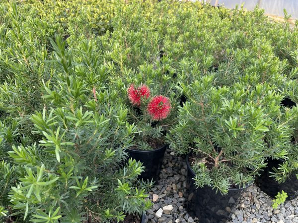 Kunzea 'Mandy's Surprise'