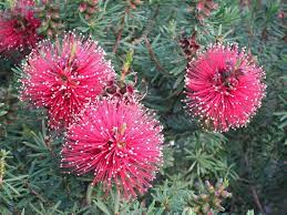 Close-up of spiky pink bottlebrush flowers and green leaves in an 8" pot, resembling the vibrant Kunzea 'Mandy's Surprise'.