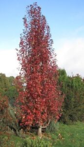 A tall, narrow Malus trilobata 'Lebanese' Crab Apple with red autumn leaves stands in a grassy area, surrounded by green shrubs and trees beneath a blue sky.