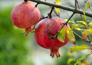 Two ripe fruits of the Punica 'Azerbaijani' Pomegranate in an 8" pot hang elegantly, their vibrant red tones contrasting beautifully with lush green leaves, reminiscent of an Azerbaijani orchard.
