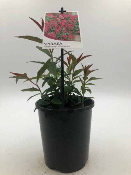 Spiraea Anothony waterer