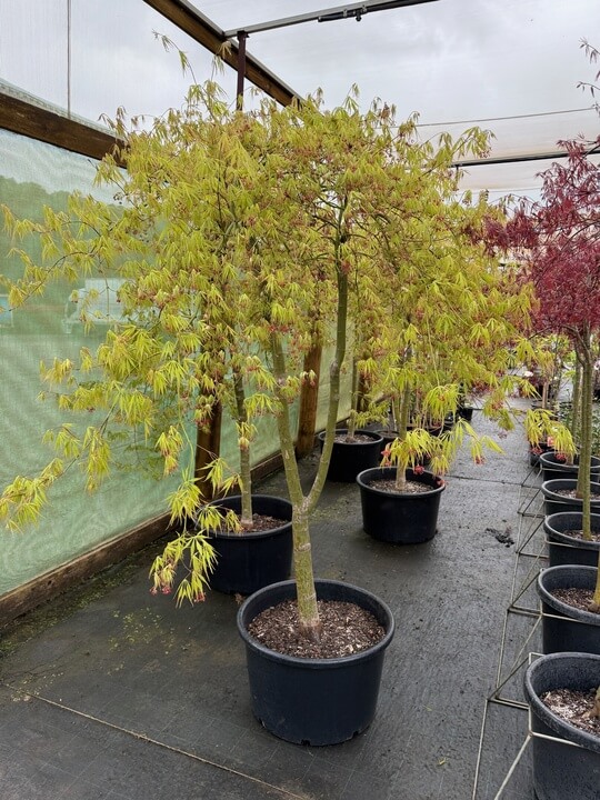 An Acer 'Germaine's Gyration' Japanese Maple 90L with green leaves is displayed alongside other maples in a glasshouse or nursery setting.