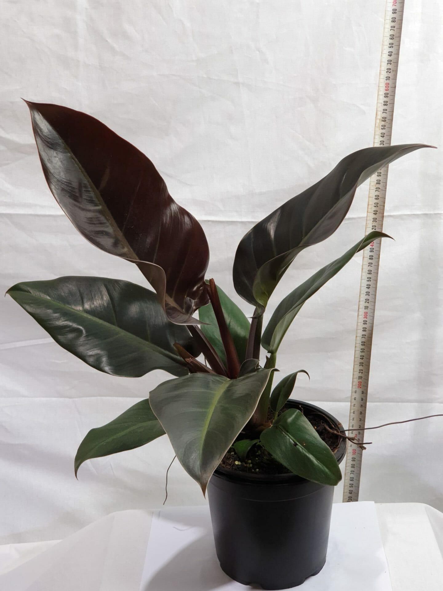 Philodendron 'Autumn' 8" Pot