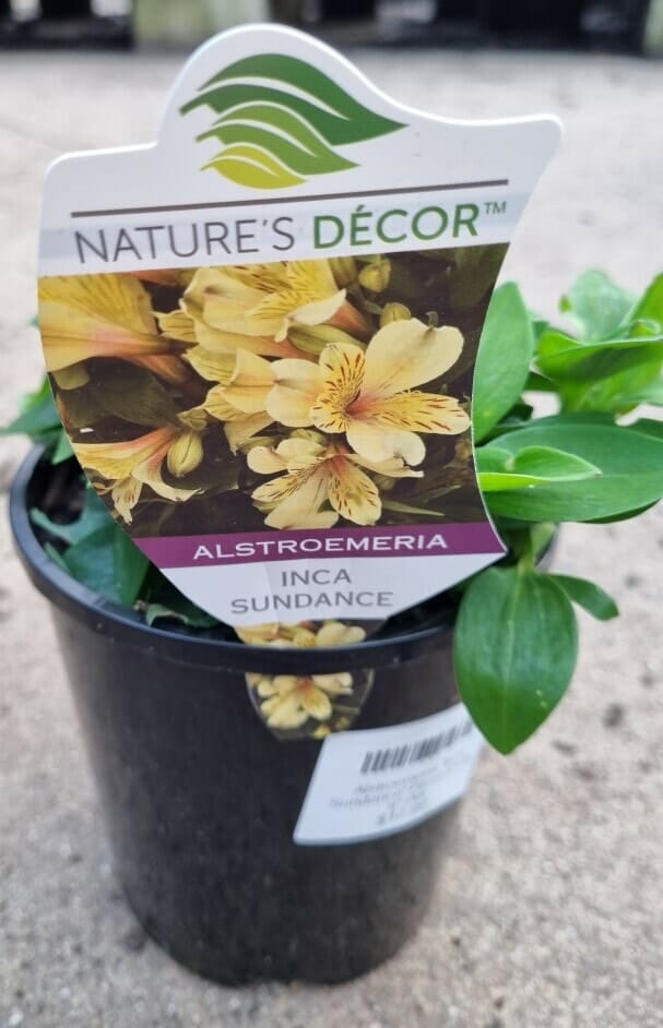Alstroemeria 'Inca Sundance' Peruvian Lily 6" Pot