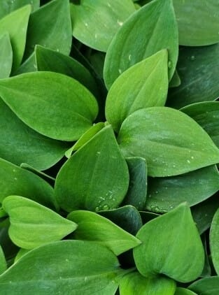 Alstroemeria 'Inca Gold Rush' Peruvian Lily 6" Pot