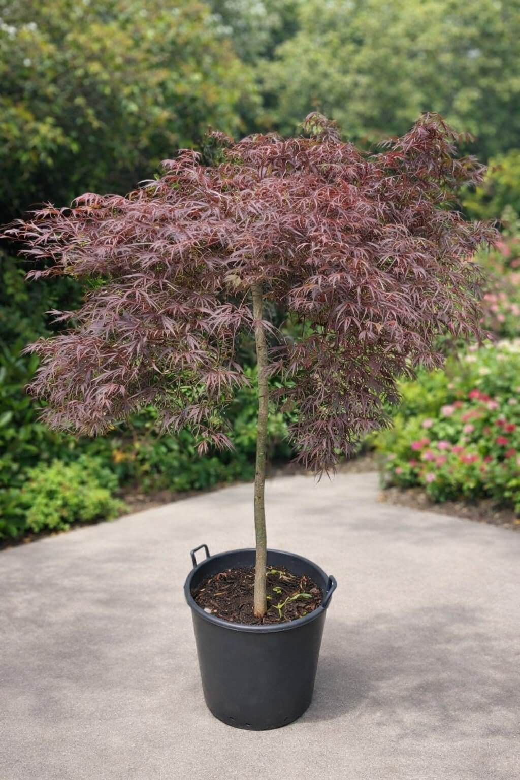 The Acer 'Inaba Shidare' Japanese Maple 150L, with burgundy leaves, sits on a paved outdoor area amid lush greenery, adding striking elegance to any garden landscape.