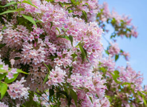 Hello Hello Plants Kolkwitzia 'Beauty Bush'