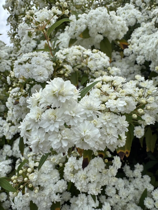 Spiraea 'Double White May Bush'