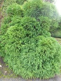A dense, rounded green bush with long, thin clustered leaves, akin to Cryptomeria 'Pygmaea' Japanese Cedar in an 8" pot.