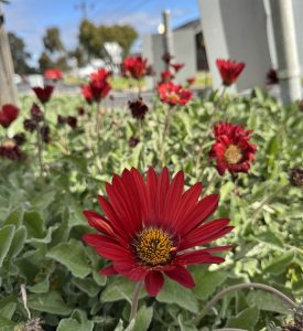 Arctotis 'Blood Red' 6" Pot