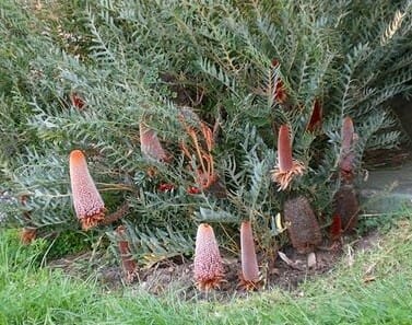 The Banksia 'Honey Baby,' thriving in grassy areas, showcases large orange cylindrical flowers with spiky green leaves. Its compact size fits perfectly in a 6" pot, making it a striking feature for any garden.
