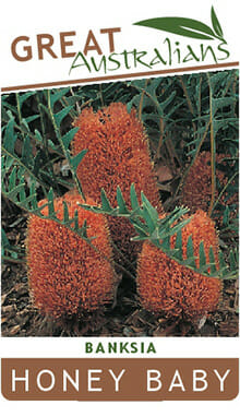 Banksia 'Honey Baby' 6" Pot