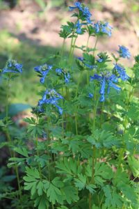 Corydalis 'Porcelain Blue' features tall green stems, divided leaves, and clusters of small blue flowers, flourishing outdoors in sunlight.