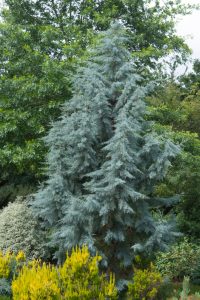 The Cupressus arizonica 'Arizona Cypress' in an 8" pot features tall, narrow growth and striking blue-green needle-like foliage, standing out among green and yellow garden plants.