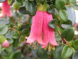 Correa 'Little Cate' displays bright pink, bell-shaped blooms gracefully hanging from a leafy green plant in a 6" pot.