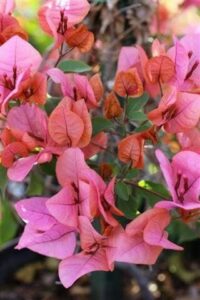The Bougainvillea bambino 'Sunrise' in an 8" pot features vivid pink and orange flowers with lush green leaves, capturing its charm.
