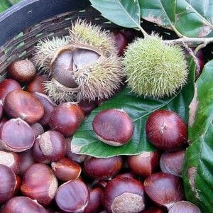 A basket of Castanea 'Emerald Gem' Chestnut 13" pots, with brown chestnuts nestled in spiky green husks amidst lush emerald leaves, captures the true spirit of Castanea.