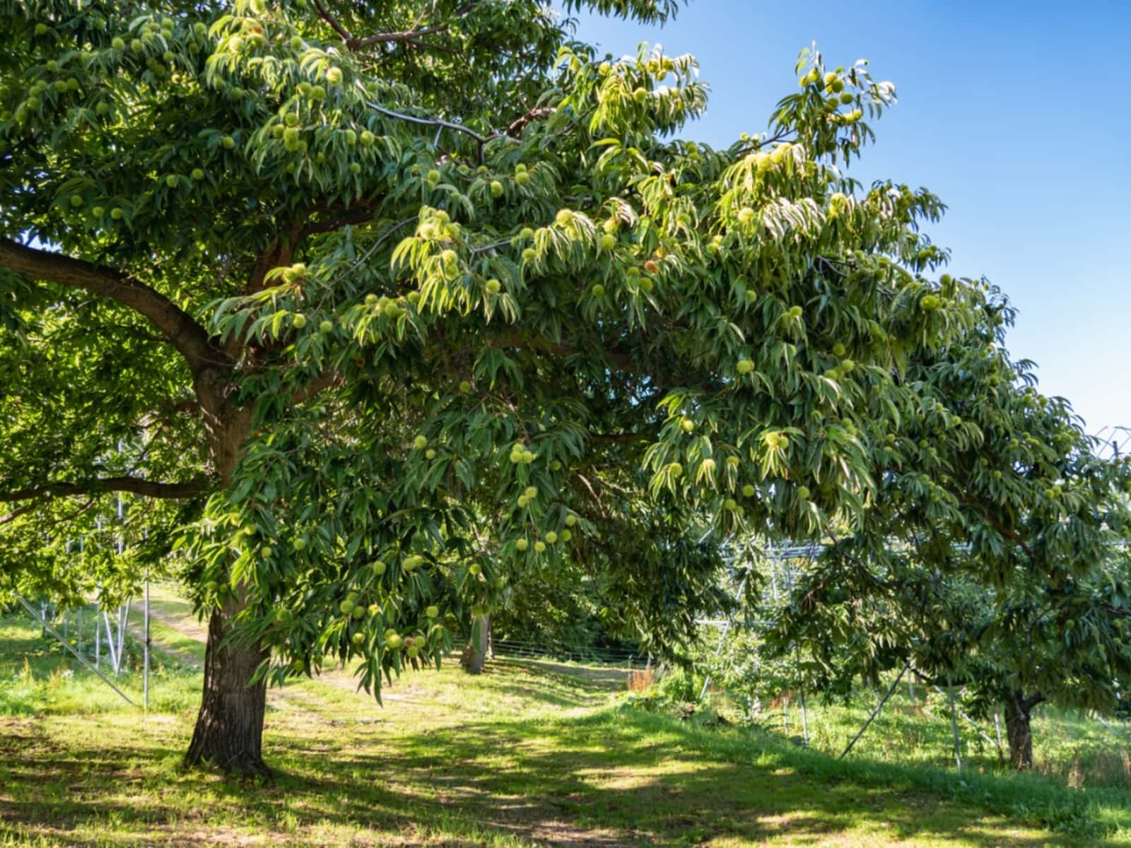 Castanea 'Emerald Gem' Chestnut