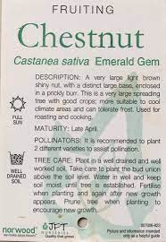 Castanea 'Emerald Gem' Chestnut