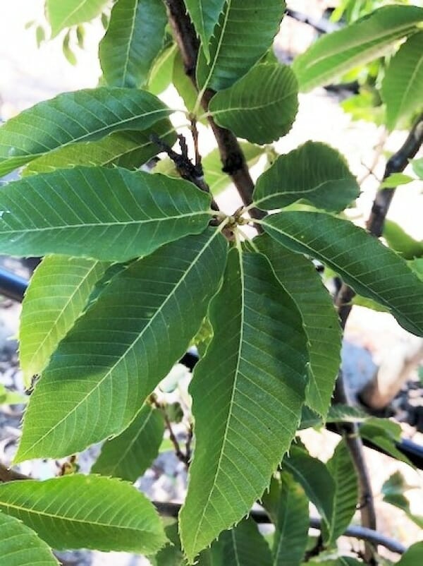 Castanea 'Emerald Gem' Chestnut