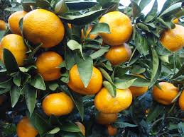 Citrus Mandarin 'Japanese Seedless' in an 8" pot showcases vibrant mandarins with leafy branches.