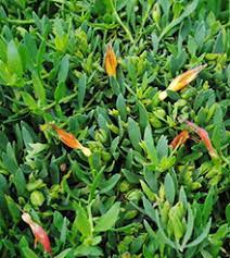 A 6" pot of Eremophila 'Pancake' features dense green foliage with scattered orange buds, showcasing the plant's vibrant charm.