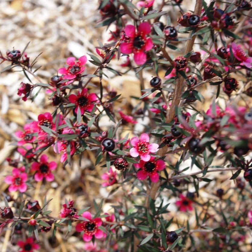 Leptospermum 'Dwarf Tea Tree Burgundy' 8" Pot