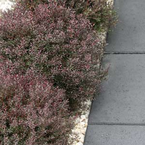 Leptospermum 'Dwarf Tea Tree Burgundy' 8" Pot